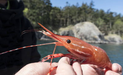 HOW TO: A Beginner's Guide To Wild Spot Prawns.